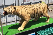 虎　剥製 全長228cm 雄 国際希少野生動植物種登録票有り 台付買取致しました。
