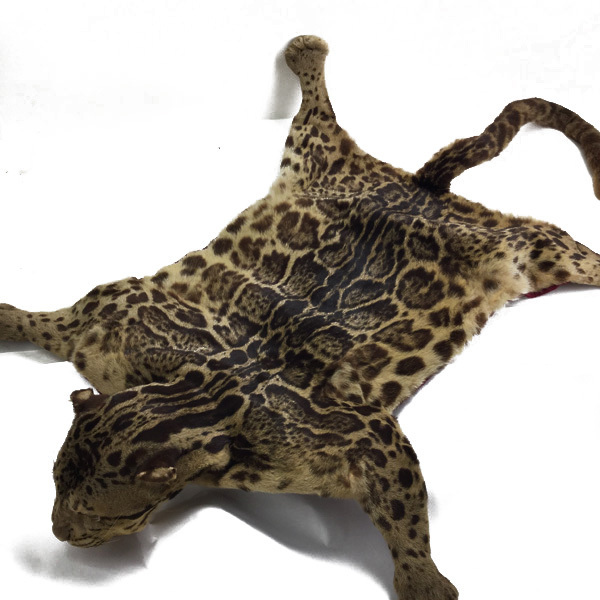 ウンピョウ剥製 雲豹 体長98cm 敷物 絶滅危惧種 買取致しました。